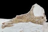 Mosasaur (Tethysaurus) Jaw Section - Goulmima, Morocco #89251-1